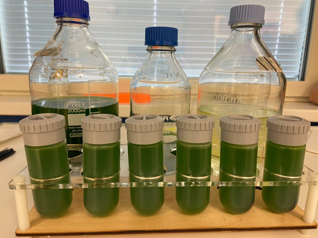  Strain Selection in Algae: Unlocking the Potential of Microscopic Powerhouses 